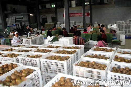 數(shù)字時代下的周至獼猴桃 科技與農(nóng)業(yè)的完美融合